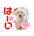 トイプードルのチロルン❤️ デカ文字（個別スタンプ：9）