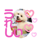 トイプードルのチロルン❤️ デカ文字（個別スタンプ：10）