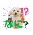 トイプードルのチロルン❤️ デカ文字（個別スタンプ：11）