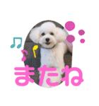 トイプードルのチロルン❤️ デカ文字（個別スタンプ：12）