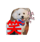 トイプードルのチロルン❤️ デカ文字（個別スタンプ：13）