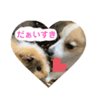 レオモルビビ（個別スタンプ：1）
