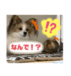レオモルビビ（個別スタンプ：7）
