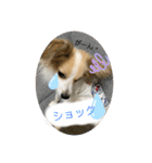 レオモルビビ（個別スタンプ：13）
