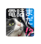 レオモルビビ（個別スタンプ：14）