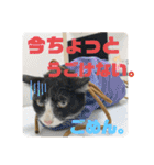 レオモルビビ（個別スタンプ：18）