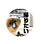 レオモルビビ（個別スタンプ：26）