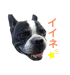 がくげん3（個別スタンプ：1）