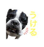がくげん3（個別スタンプ：3）