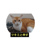 愛でられし猫（個別スタンプ：1）