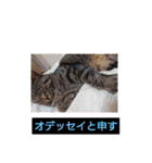 愛でられし猫（個別スタンプ：2）