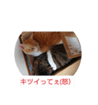 愛でられし猫（個別スタンプ：3）