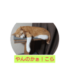 愛でられし猫（個別スタンプ：4）
