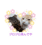 愛でられし猫（個別スタンプ：5）