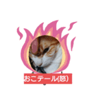 愛でられし猫（個別スタンプ：7）