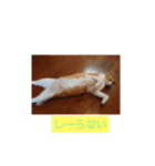 愛でられし猫（個別スタンプ：8）