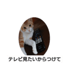 愛でられし猫（個別スタンプ：9）
