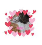 愛でられし猫（個別スタンプ：12）