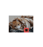 愛でられし猫（個別スタンプ：13）