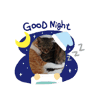 愛でられし猫（個別スタンプ：14）