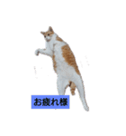 愛でられし猫（個別スタンプ：15）