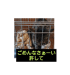 愛でられし猫（個別スタンプ：16）