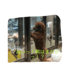 動物！！！！！！！！！！（個別スタンプ：1）