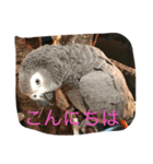動物！！！！！！！！！！（個別スタンプ：2）