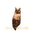 動物！！！！！！！！！！（個別スタンプ：3）