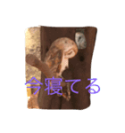 動物！！！！！！！！！！（個別スタンプ：5）