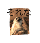 動物！！！！！！！！！！（個別スタンプ：6）