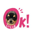 チワワのくら（個別スタンプ：3）