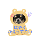 チワワのくら（個別スタンプ：6）