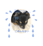チワワのくら（個別スタンプ：8）