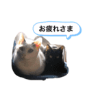 うちの癒し系にゃんず（個別スタンプ：6）