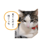 うちの癒し系にゃんず（個別スタンプ：8）