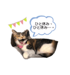 うちの癒し系にゃんず（個別スタンプ：12）