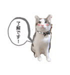うちの癒し系にゃんず（個別スタンプ：14）