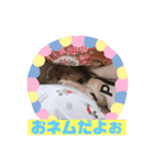 パピヨンのゆずちゃん（個別スタンプ：1）