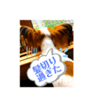 パピヨンのゆずちゃん（個別スタンプ：2）