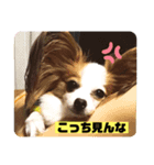 パピヨンのゆずちゃん（個別スタンプ：3）