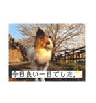 パピヨンのゆずちゃん（個別スタンプ：4）