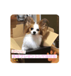 パピヨンのゆずちゃん（個別スタンプ：6）
