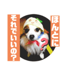 パピヨンのゆずちゃん（個別スタンプ：8）