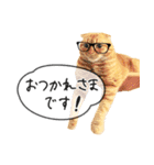 夫婦や親子で毎日使える猫ちゃんのスタンプ（個別スタンプ：1）