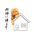 夫婦や親子で毎日使える猫ちゃんのスタンプ（個別スタンプ：2）