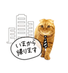 夫婦や親子で毎日使える猫ちゃんのスタンプ（個別スタンプ：4）