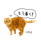 夫婦や親子で毎日使える猫ちゃんのスタンプ（個別スタンプ：5）