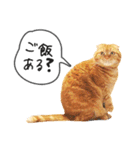 夫婦や親子で毎日使える猫ちゃんのスタンプ（個別スタンプ：7）