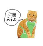 夫婦や親子で毎日使える猫ちゃんのスタンプ（個別スタンプ：8）